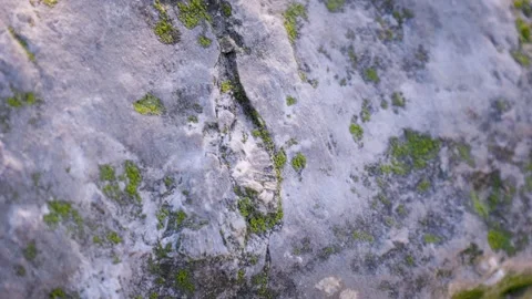 Fossil millions of years old in solid rock with sun 動画素材 260153529