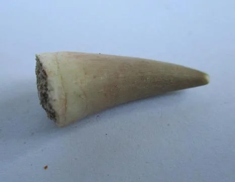 Fossil Mosasaurus tooth Stock Photos