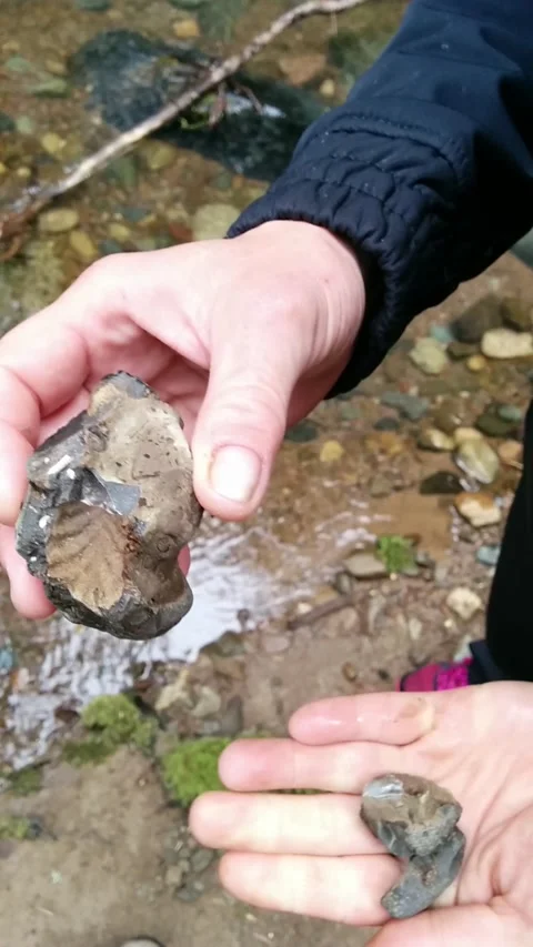 Fossil Nodule Stock Footage 162865247