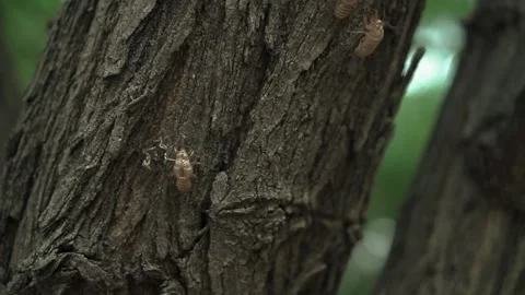 Fossil or shell of cicada or insect molting on the tree in the summer Video stock 132852144