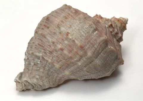 Fossil Stock Photos