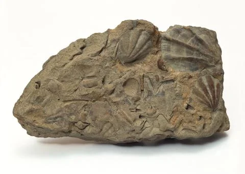 Fossil Stock Photos
