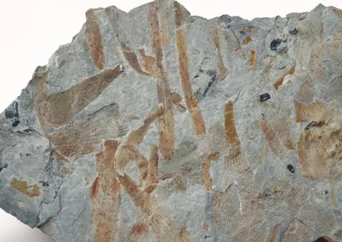 Fossil Stock Photos