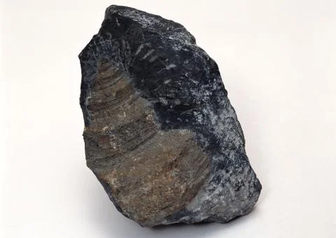 Fossil Stock Photos