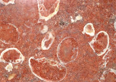 Fossil Stock Photos