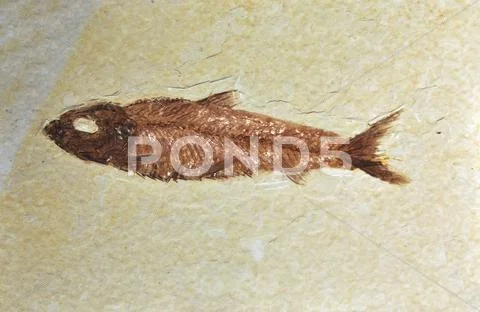 Fossil Stock Photos