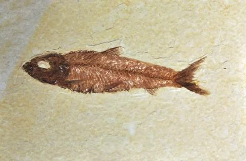 Fossil Stock Photos