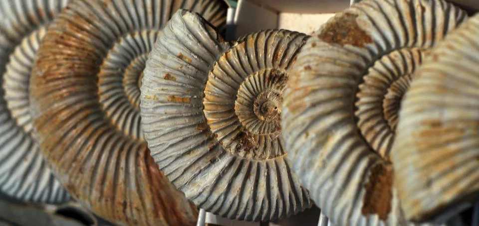Fossil Stock Photos