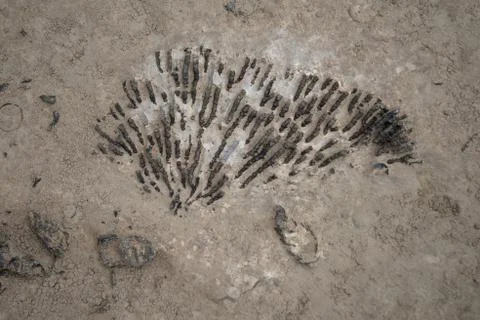 Fossil 스톡 사진