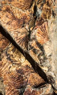 Fossil Stock Photos