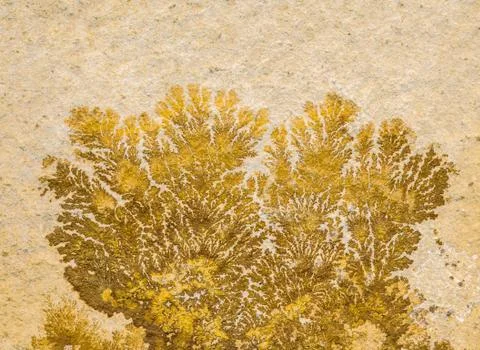 Fossil plant Foto stock