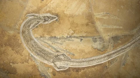Fossil Pleurosaurus Video stock 50409375