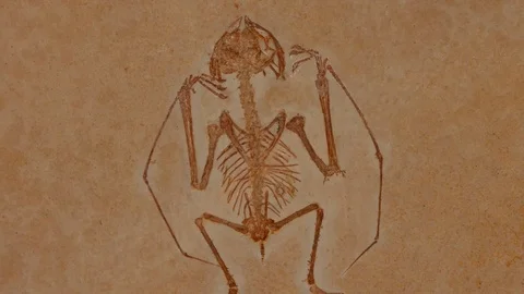 A fossil Pterosaur, 4K Stock Footage 76168695