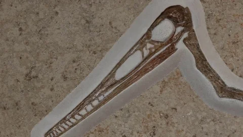 A fossil Pterosaur Stock Footage 69887966