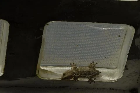 Fossil of a salamanquesa dissected in a skylight Foto stock