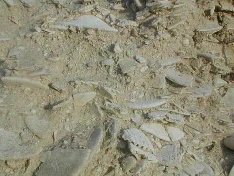 Fossil Sand Dollar Texture Stock Photos