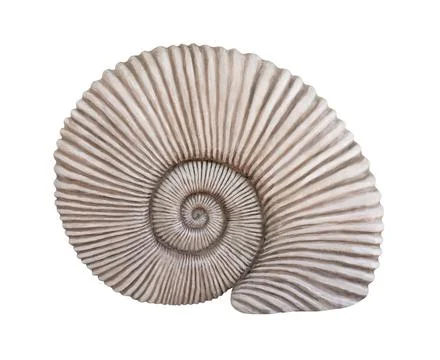 Fossil sea shell 스톡 사진