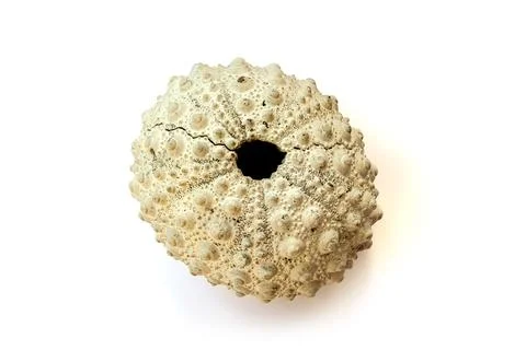 Fossil sea urchin shell isolated on white background Stock Photos