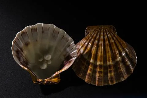 Fossil seashells in a museum Stock Photos