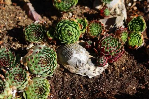 Fossil in the sempervivum Stock Photos