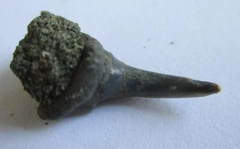 Fossil Shark Teeth Stock Photos