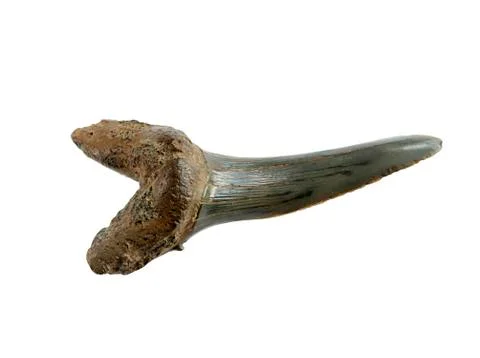 Fossil shark tooth Foto stock