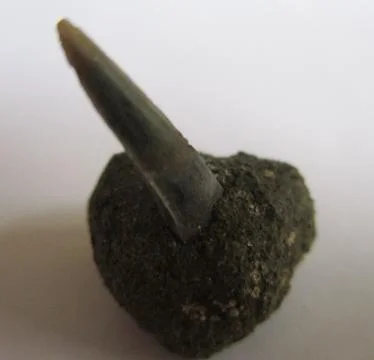 Fossil Shark Tooth Stock Photos