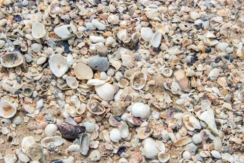 Fossil shell on beach Stock Photos
