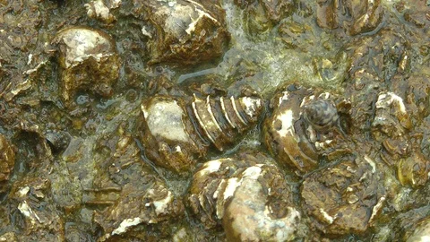 Fossil Shell Cemetery, Thailand Vidéo 88546477