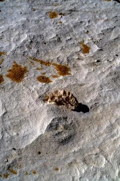 Fossil Shell on Chalk Rock Surface, Egypt Stock Photos