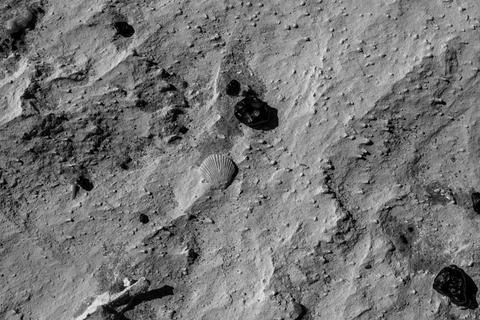 Fossil Shell on Chalk Surface in Black and White, Egypt Stock Photos