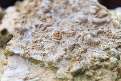 Fossil shell close-up background Stock Photos