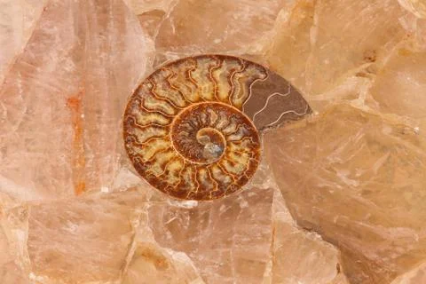 Fossil shell Stock Photos