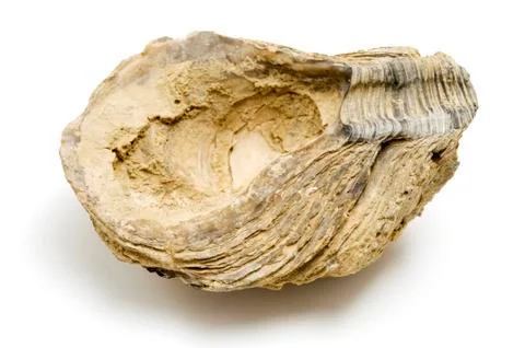 Fossil shell Foto stock