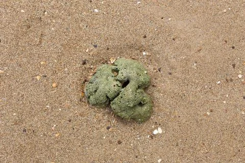 Fossil Shell Stock Photos