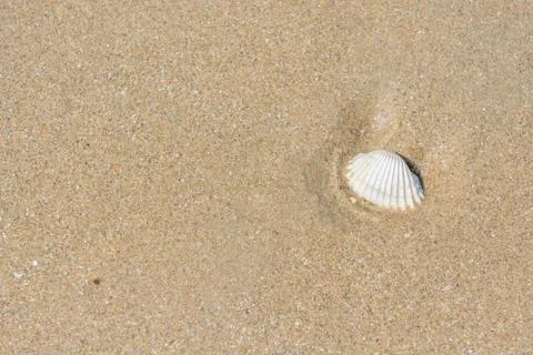 Fossil shell Stock Photos