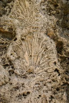 Fossil of a shell Stock Photos