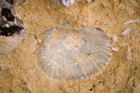 Fossil shell in a rock Stock Photos