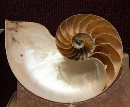 Fossil shell showing inside for biology concept Stock Photos