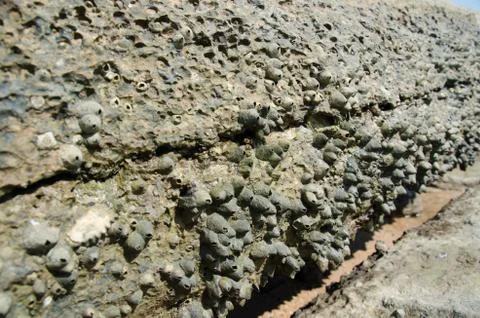 Fossil shell thailand Stock Photos