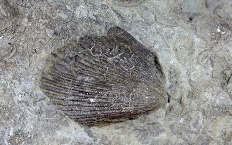 A fossil shell from the Upper Triassic of Southern Germany. Stock Photos