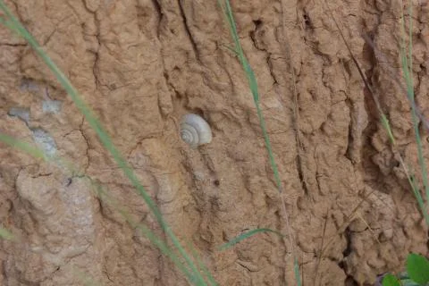 Fossil shells in the soil Stockfoto's