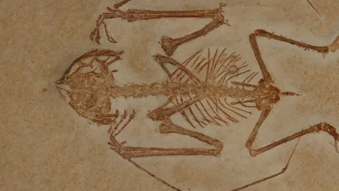 A fossil Short-tailed Pterosaur Video stock 69887980