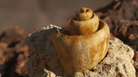 Fossil snail gastropod mollusca shell 2 Stock Footage 34262990