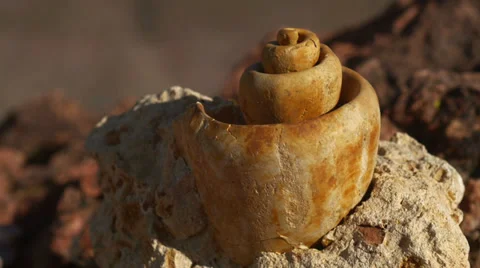 Fossil snail gastropod mollusca shell 1 Stock Footage 34263082
