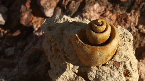 Fossil snail gastropod mollusca shell 3 Stock Footage 34263252