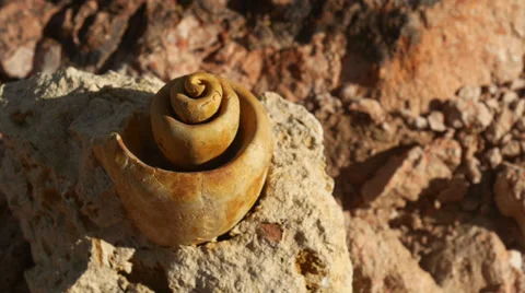 Fossil snail gastropod mollusca shell 4 Stock Footage 34263408