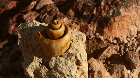 Fossil snail gastropod mollusca shell 6 Stock Footage 34263437