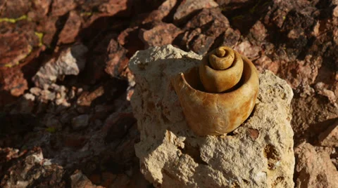 Fossil snail gastropod mollusca shell 5 Stock Footage 34263518