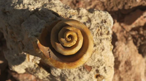 Fossil snail gastropod mollusca shell 8 Stock Footage 34267661